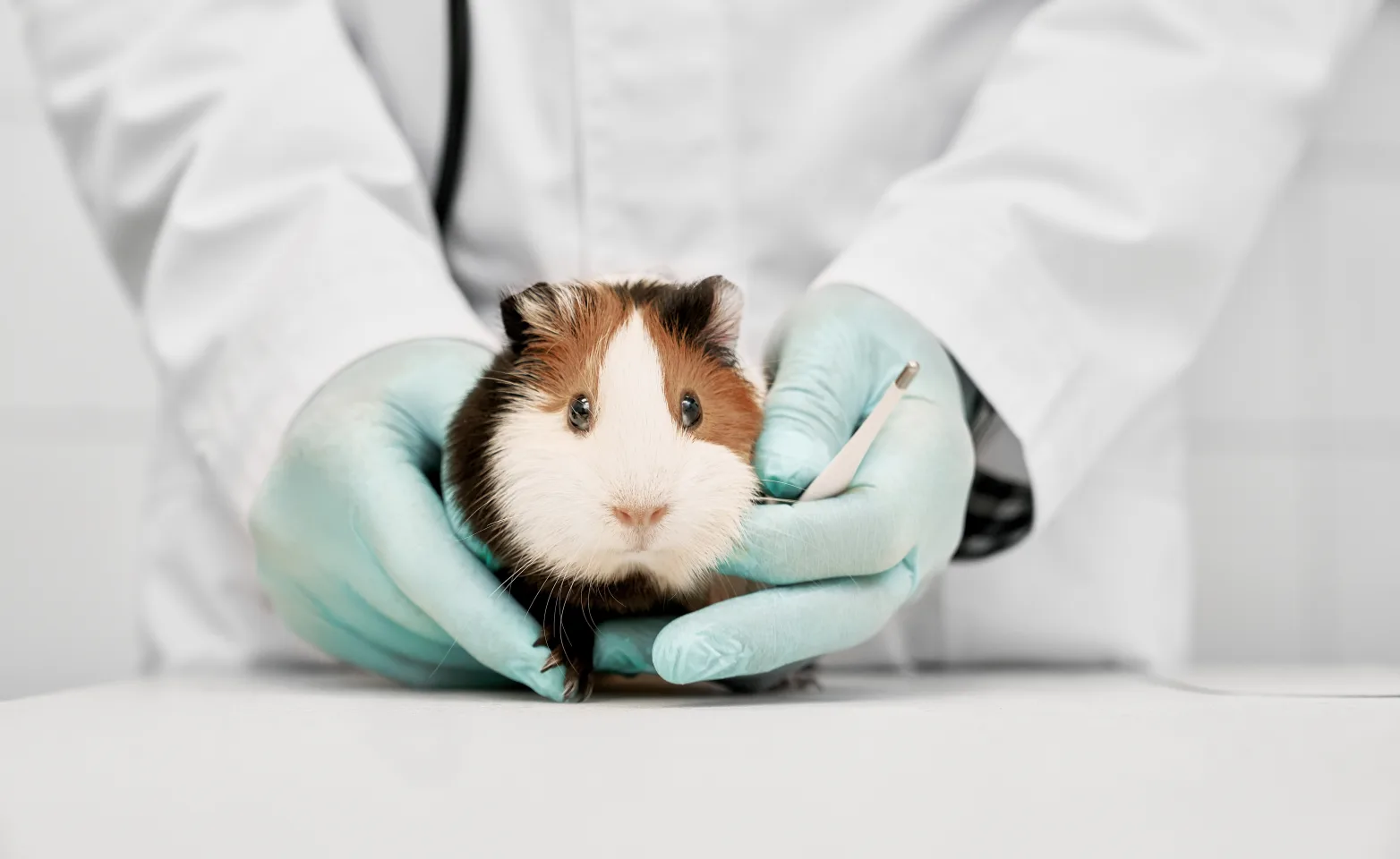 Guinea Pig held by vet